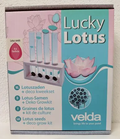Lucky Lotus Fuchsia